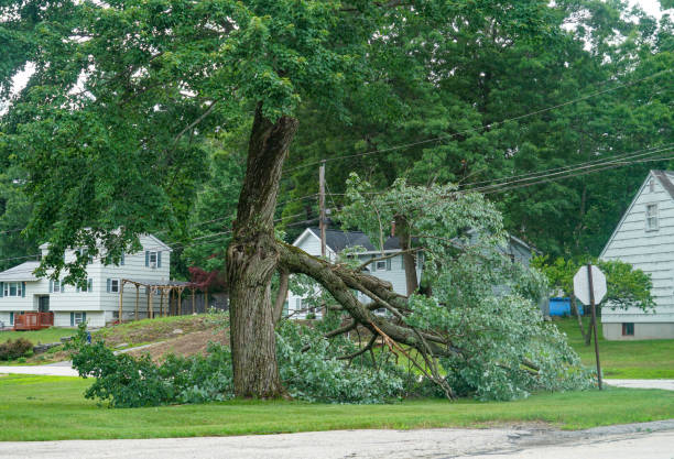 Best Emergency Storm Tree Removal  in Woonsocket, RI